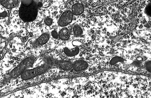  cytoplasmic organelles, nuclear envelope 