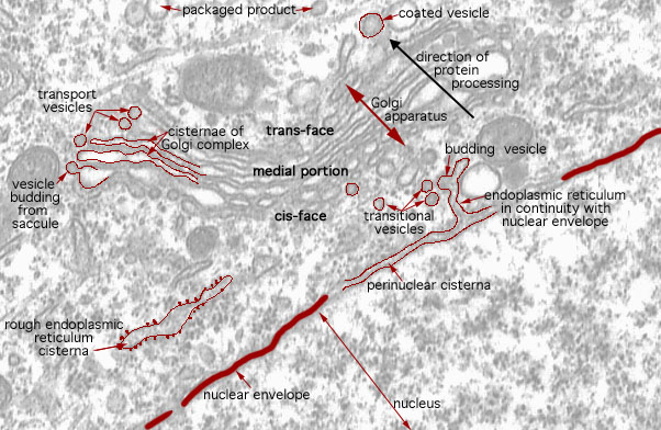  cytoplasmic organelles, Golgi apparatus 