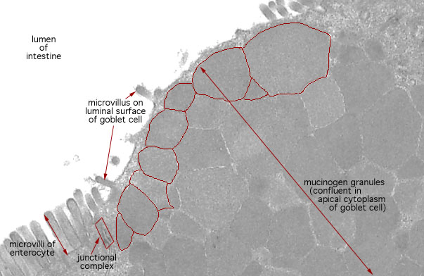  simple columnar epithelium, mucigen inclusions 