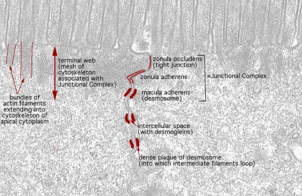  microvillous border, Junctional Complex of absorptive epithelim 