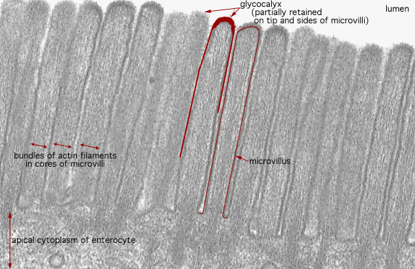  microvillous border, microvilli 