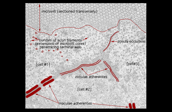  microvillous border and Junctional Complex, oblique section 