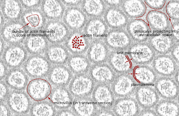  microvillous border and Junctional Complex, microvilli, transverse section 