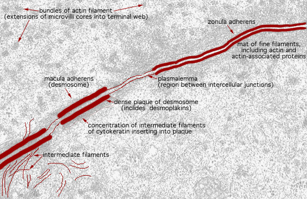  microvillous border and Junctional Complex, desmosomes and zonula adherens 