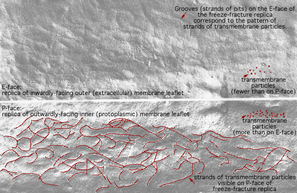  tight junctions (freeze fracture) 