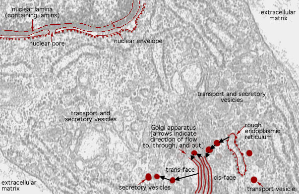  fibroblast, fibroblast organelles 