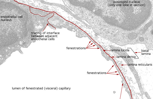  macrophage and eosinophil, fenestrated capillary 