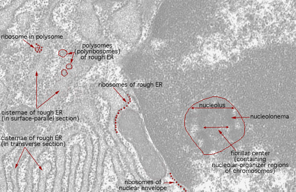  plasma cell, nucleolus and ribosomes 