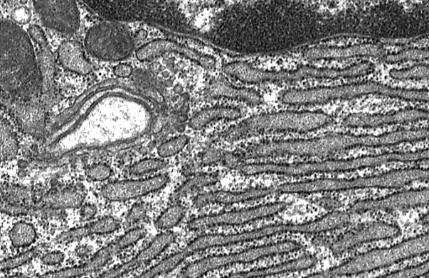  plasma cell, cytocentrum 