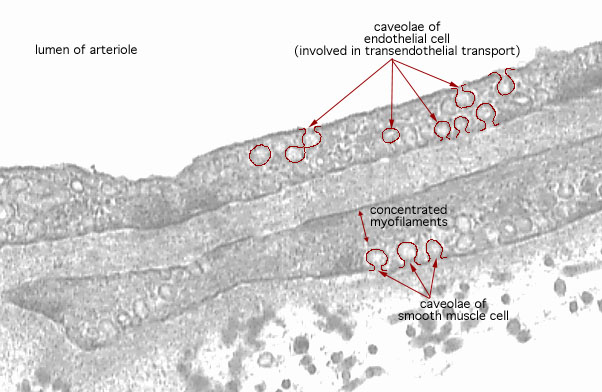  terminal arteriole- caveolae of endothelium and smooth muscle 