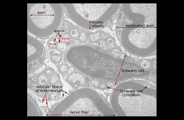  myelinated and unmyelinated axons 
