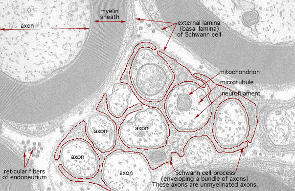  Unmyelinated Axons 