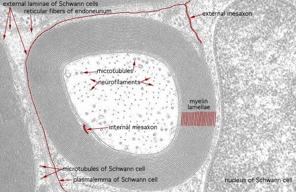  Myelinated Axon 