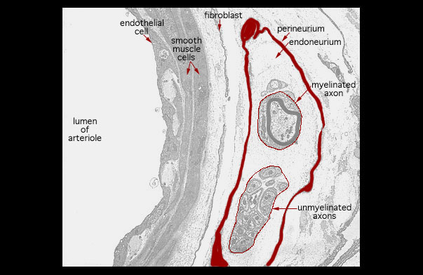  arteriole and peripheral nerve 