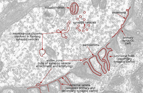  neuromuscular junction, axon terminal and junctional folds 