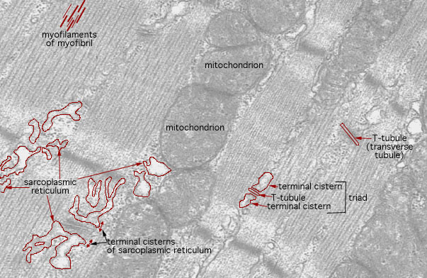  neuromuscular junction , sarcoplasm 