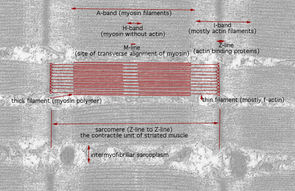  sarcoplasm of skeletal muscle, sarcomeres and triads 
