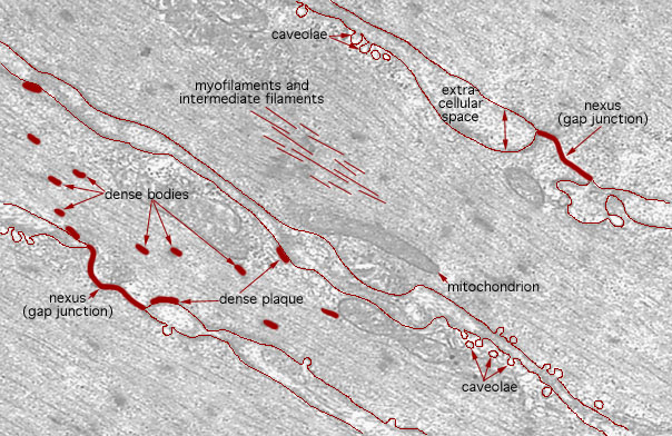  smooth muscle, muscle and gaps junctions 