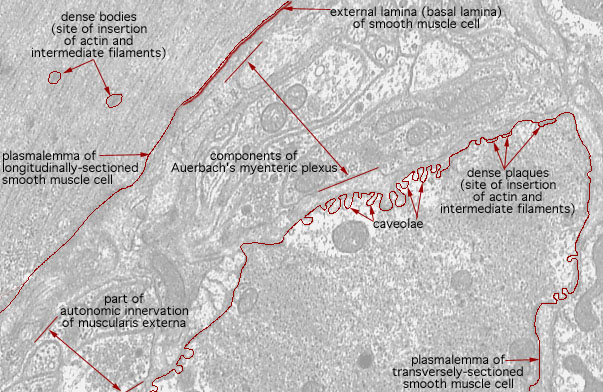  smooth muscle, Auerbach's plexus and caveolae 