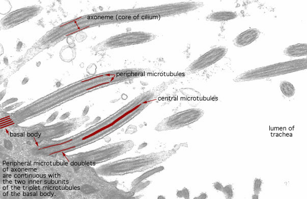  ciliated epithelium, longitudinal cilia and basal bodies 