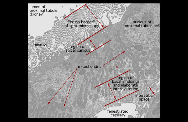  microvilli and basal enfoldings, microvilli 