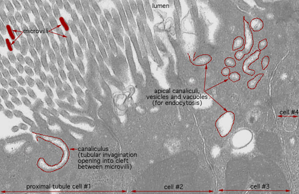  microvilli and basal enfoldings, endocytic vesicles 
