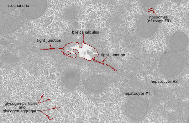  hepatocytes and sinusoids, bile canaliculus 