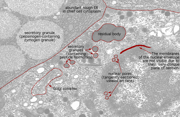  chief cells and enteroendocrine cell, secretory granules and nuclear pores 