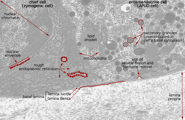  chief cells and enteroendocrine cell, endocrine secretion 