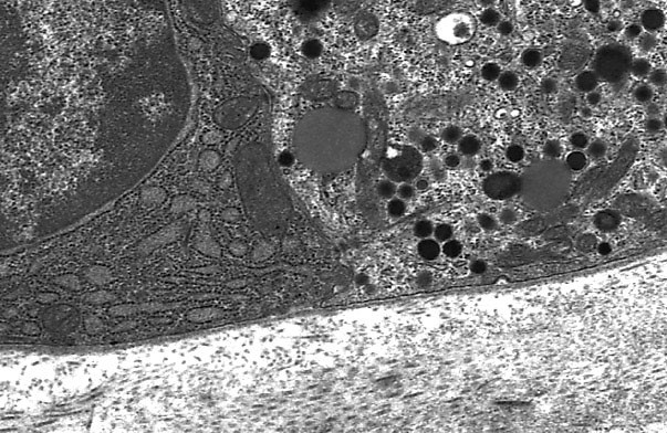  chief cells and enteroendocrine cell, endocrine secretion 