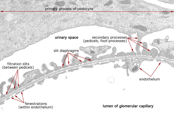  podocytes and glomerular capillaries, endothelium and podocyte 