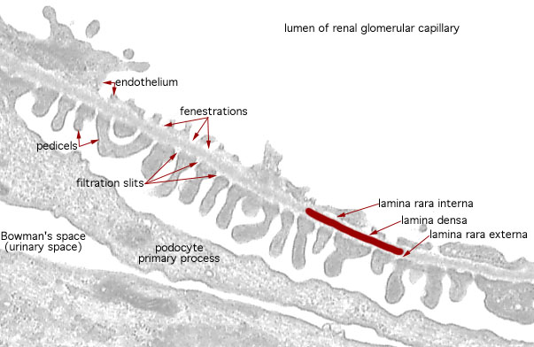  podocytes and glomerular capillaries, filtration barrier 