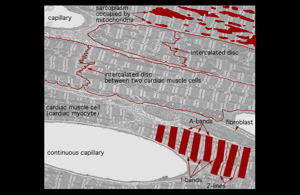  cardiac muscle 
