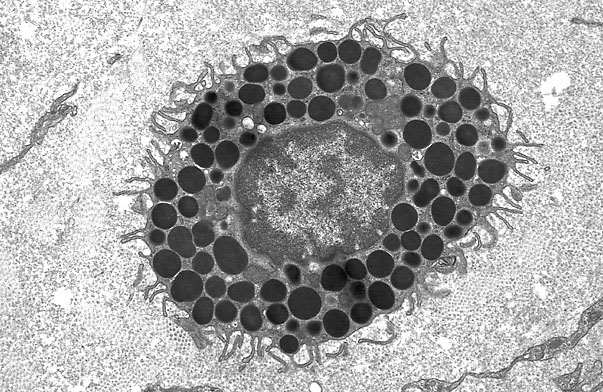  Mast cell 