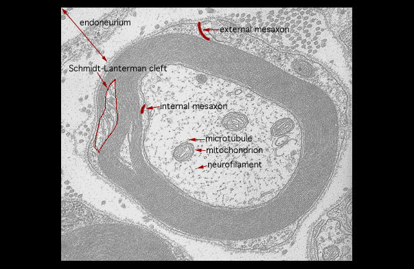  peripheral myelin 