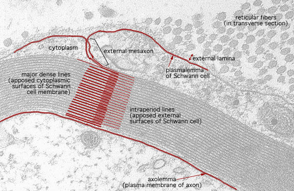  peripheral myelin, lamellae 