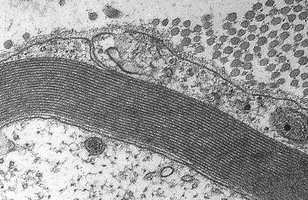  peripheral myelin, lamellae 