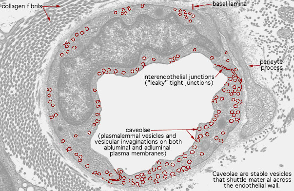  continuous capillaries, caveolae 