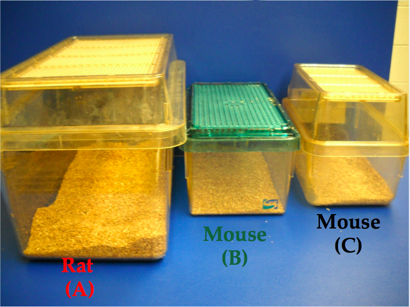 Standard Cage Sizes