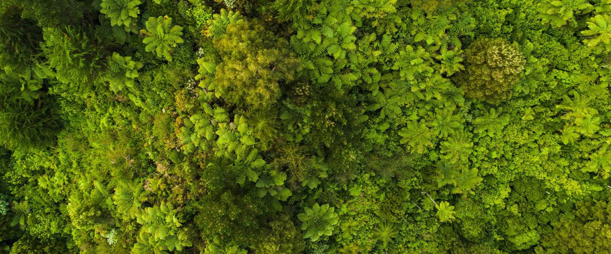 Tree canopy bird's eye view