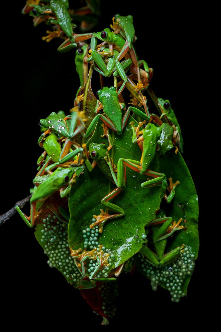 Tree frogs