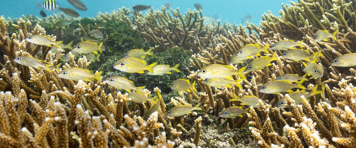 Fish in Belize