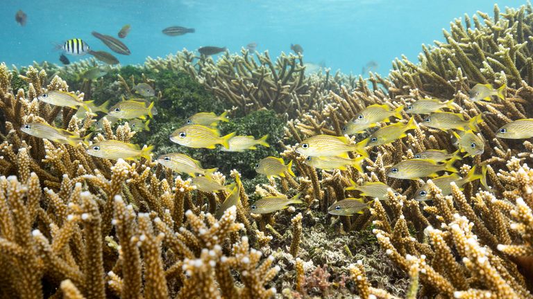 Fish in Belize