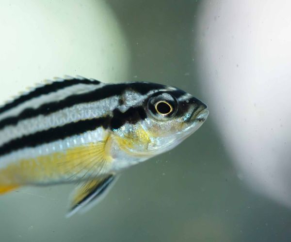 Zebra fish