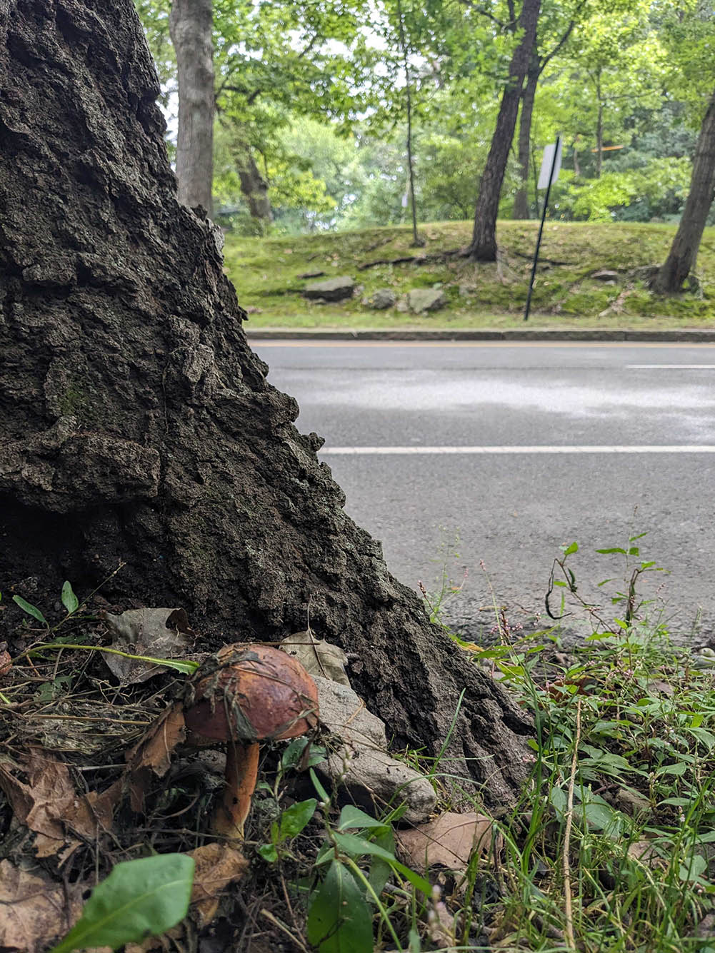 Tree stump with fungi on the edge
