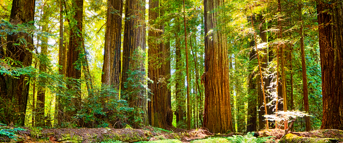 California Red Woods