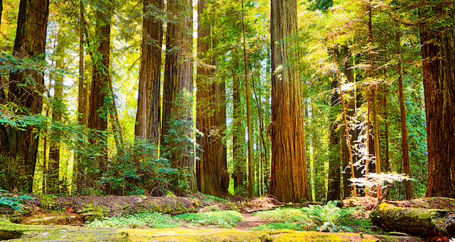 Forest