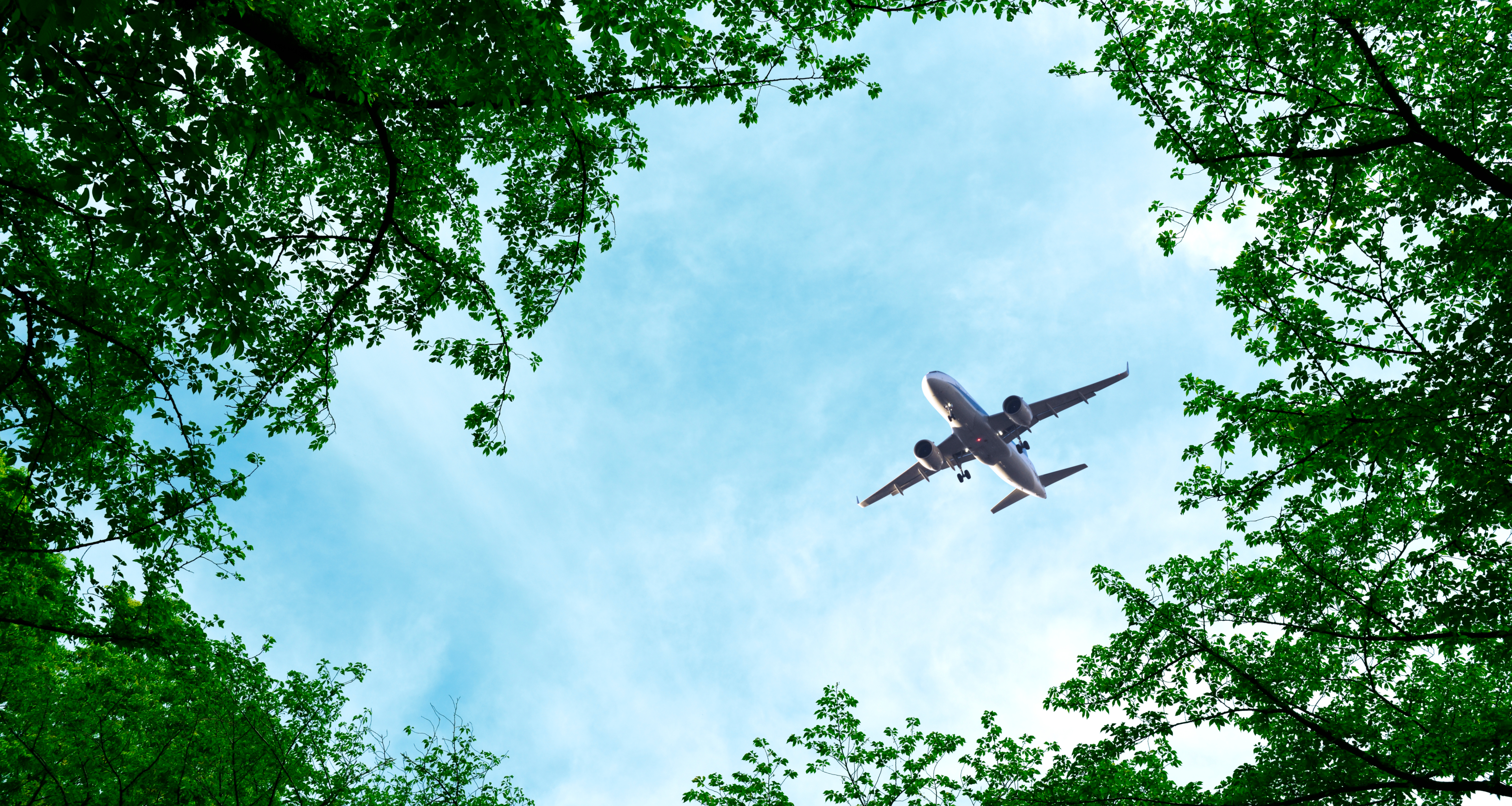 Plane flying over forest
