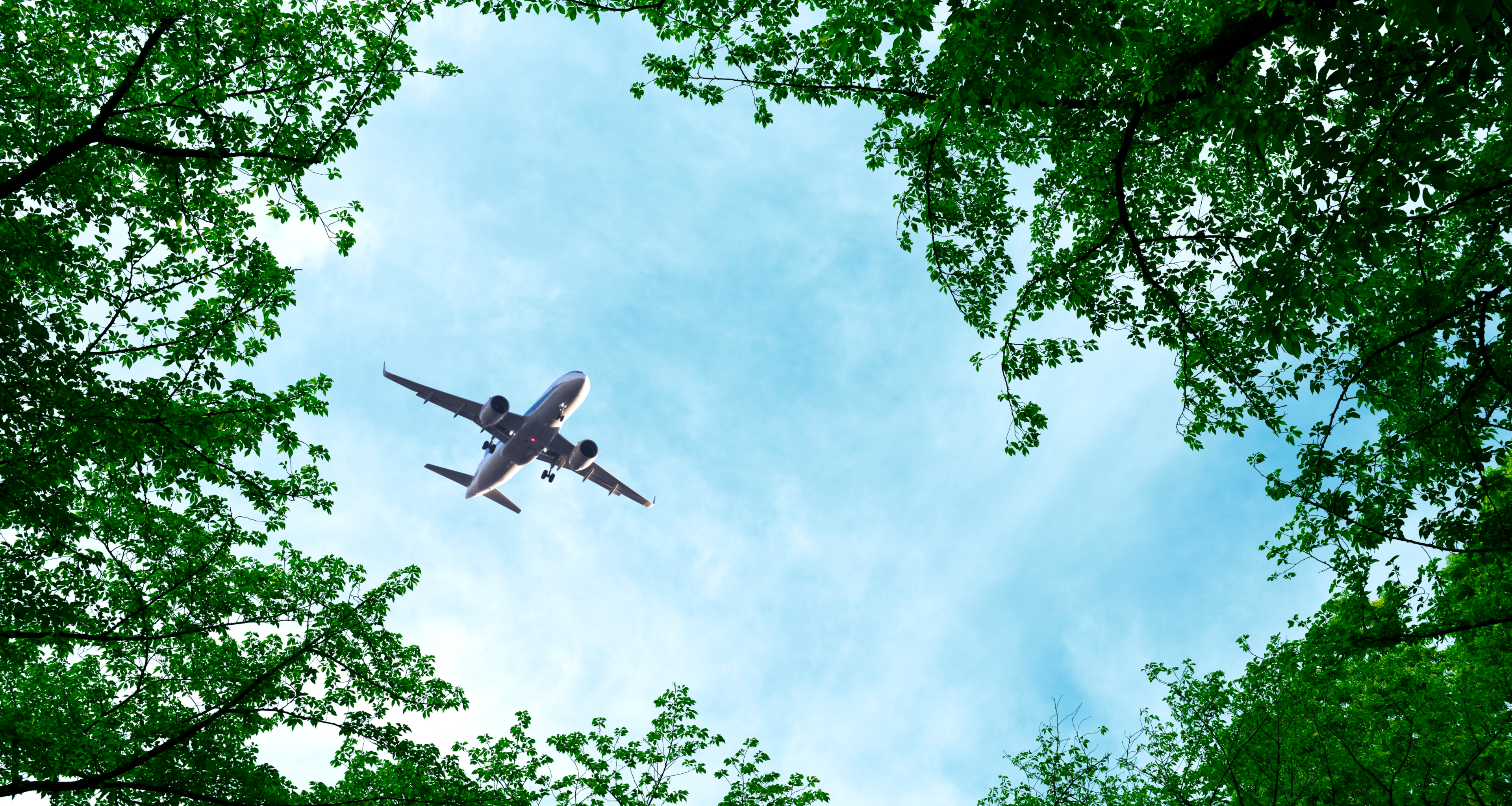 Plane flying over forest