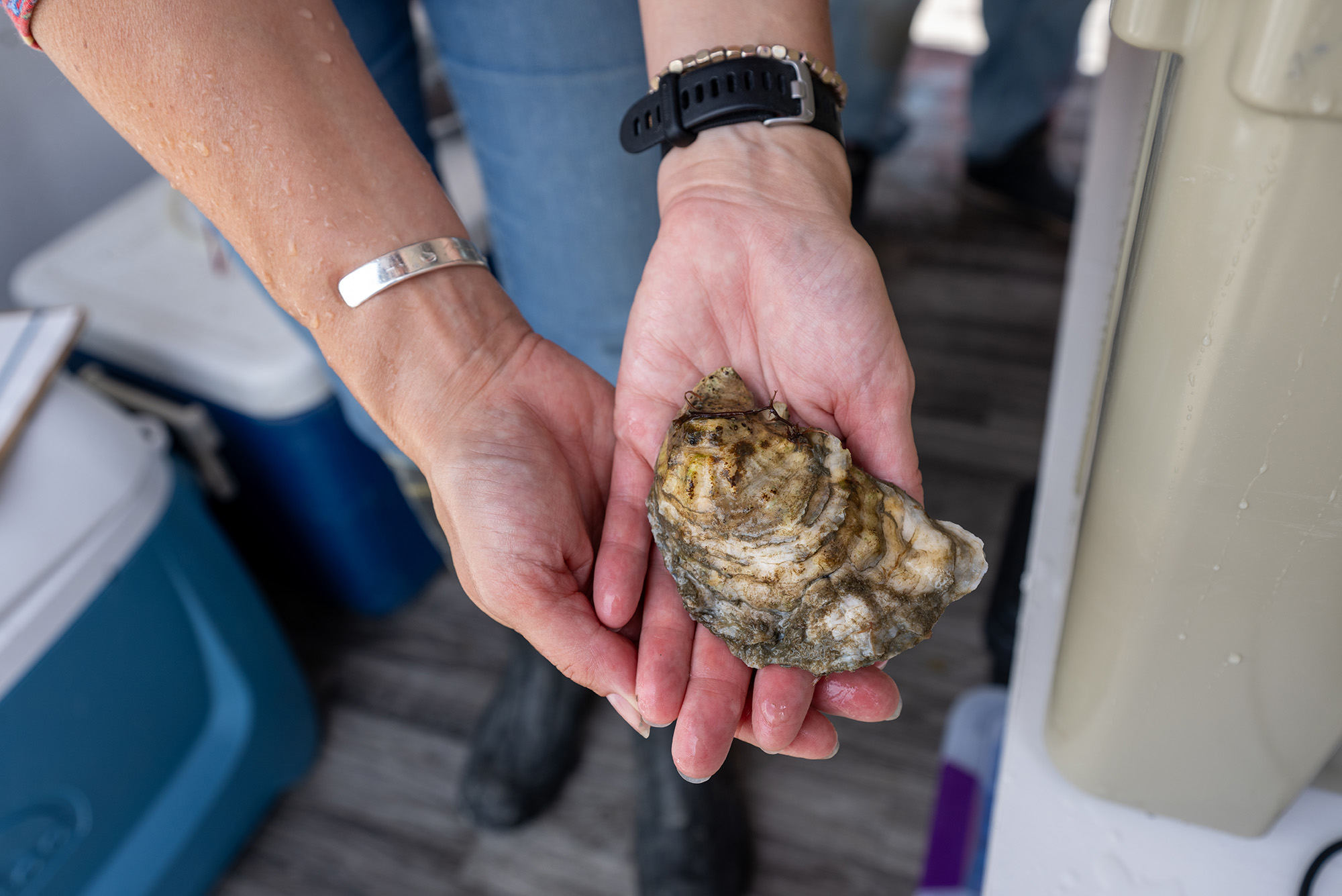 Cupped hands holding an oyster